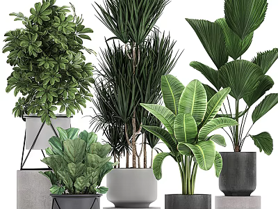 Potted Green Leafy Plants With Various Ceramic And Concrete Planters For Indoor Decor 3d model