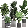 Potted Green Leafy Plants With Various Ceramic And Concrete Planters For Indoor Decor