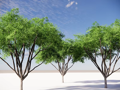Tall Green Leafy Trees with Lush Foliage against Blue Sky and White Ground 3d model