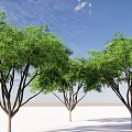 Tall Green Leafy Trees with Lush Foliage against Blue Sky and White Ground