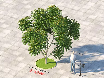 Deciduous Tree With Green Foliage 4.5 Meters Height In Circular Grass Patch On Paved Square 3d model