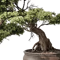Bonsai Tree With Twisted Trunk And Lush Green Foliage In Brown Ceramic Pot