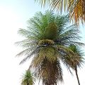 Tall and Short Palm Trees With Lush Green and Brown Fronds in Various Sizes
