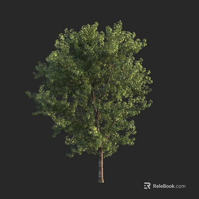 Tall Tree With Lush Green Foliage And Strong Straight Trunk 3d model 