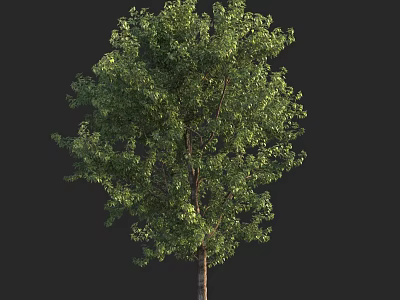 Tall Tree With Lush Green Foliage And Strong Straight Trunk 3d model