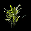 Green Arbor Plant With Fresh Green Leaves Measuring 75cm Height Isolated On Black