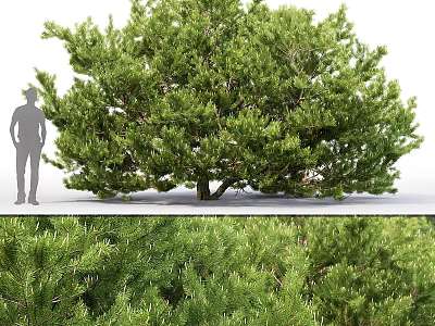 Garden Ornament Display With Lush Evergreen Tree And Human Silhouette For Size Reference 3d model