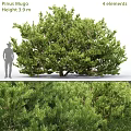 Garden Ornament Display With Lush Evergreen Tree And Human Silhouette For Size Reference