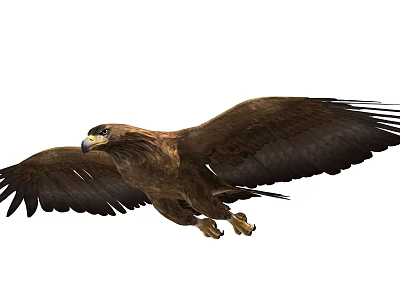 Modern Eagle Flying Eagle 3d model