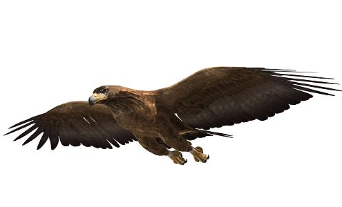 Modern Eagle Flying Eagle 3d model