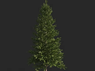 Tall Evergreen Arbor With Lush Green Foliage And Natural Trunk Structure 3d model