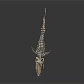 Detailed Whale Skeleton Showing Organ Structure Isolated on Dark Background