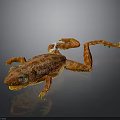 Orange Spotted Frog With White Patch And Long Limbs Against Dark Background