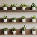Bonsai Potted Plants Arranged on Wooden Shelves with White Pots and Various Species