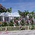 Climbing Vines With Pink Flowers Covering White Picket Fence In Outdoor Garden Space