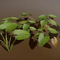 Lush Green and Brown Plant Leaves With Large Visible Veins and Shadows on Brown Background