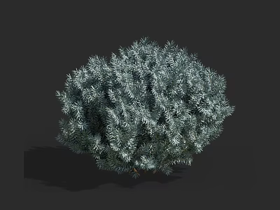Green Shrub With Lush Foliage And Round Shape On Dark Background 3d model