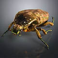 Shiny Brown Beetle With Textured Body Green Legs And Reflective Surface