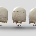 Professional Medical Skull Models With IOB 1 IOB 2 IOB 3 For Anatomical Training