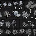 Various Arbor Tree Species Featuring Birch Camphor Maple and Ancient Varieties 3d model