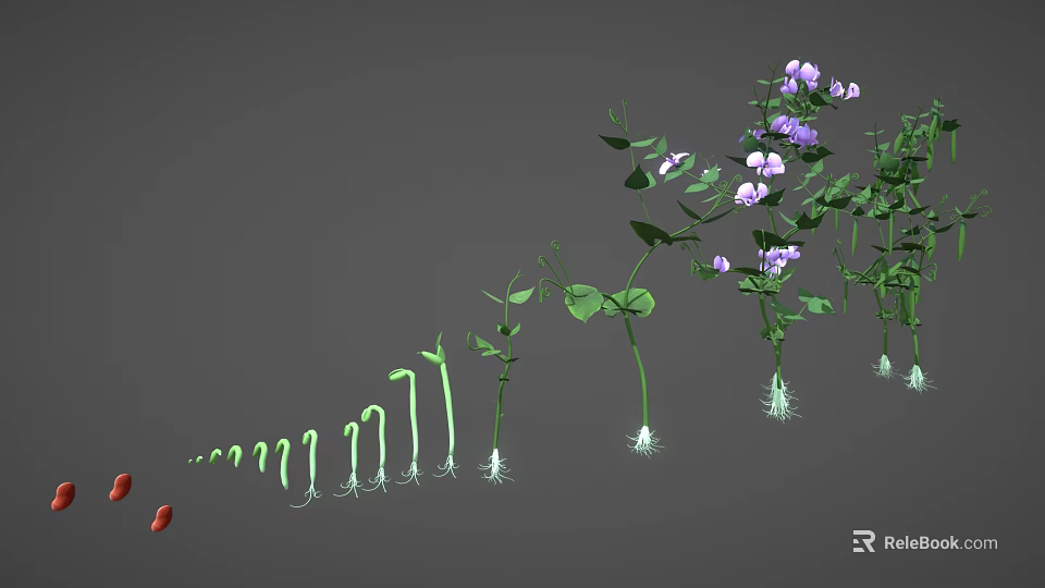 Stages Of Plant Growth Showing Seed Seedling Green Stems Leaves And Purple Flowers 3d model 