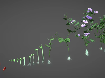 Stages Of Plant Growth Showing Seed Seedling Green Stems Leaves And Purple Flowers 3d model