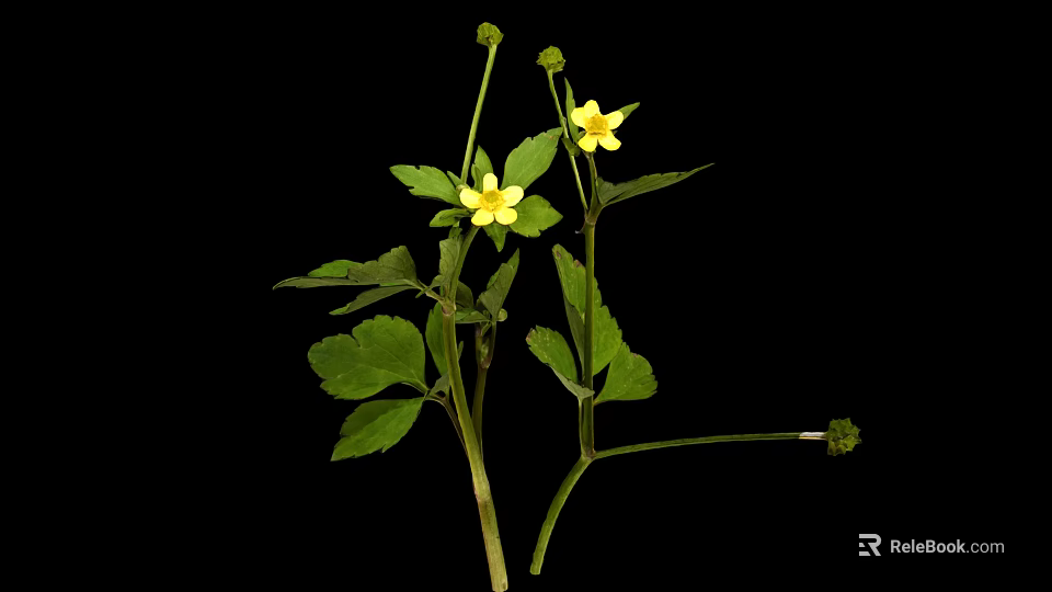 Small Plant With Fresh Green Leaves And Two Yellow Flowers Against Black Background 3d model 