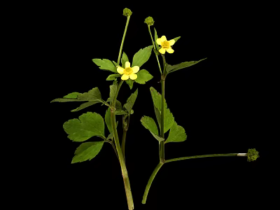 Small Plant With Fresh Green Leaves And Two Yellow Flowers Against Black Background 3d model