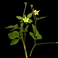 Small Plant With Fresh Green Leaves And Two Yellow Flowers Against Black Background