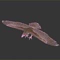 Eagle Large Eagle Owl Raptor Falcon Bird Bird Bird Animal Game Animal 3d model