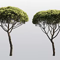 Lush Arbor Trees Featuring Dense Green Foliage And Umbrella Shaped Crown