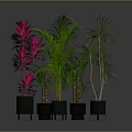Various Potted Plants With Green And Red Leaves In Black Pots