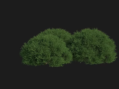 Dense Green Rounded Shrubs Boasting Lush Healthy Foliage On Black Backdrop 3d model