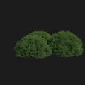 Dense Green Rounded Shrubs Boasting Lush Healthy Foliage On Black Backdrop