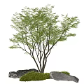 Red maple landscape tree courtyard arbor maple courtyard sketch moss micro-terrain stone 3d model