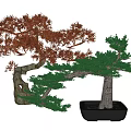Bonsai Plants With Red And Green Leaves Curved Trunks In Black Pots