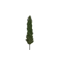 Modern Landscape Trees Trees Poplar Maple Pine Trees Big Trees Tropical Trees 3d model