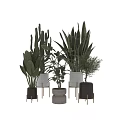 Stylish Indoor Potted Plants with Various Green Species and Modern Pots