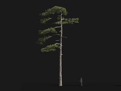 Tall Arbor With Straight Trunk And Lush Foliage Beside Human Figure On Dark Background 3d model