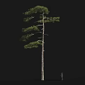 Tall Arbor With Straight Trunk And Lush Foliage Beside Human Figure On Dark Background