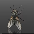 Close Up View Of House Fly With Transparent Wings And Dark Background