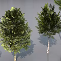 Diverse Plant Combinations With Various Trees Small Plants Arranged Neatly In Different Shapes Sizes