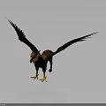 Majestic Eagle With Spread Wings Detailed Feathers And Sharp Claws In Striking Pose