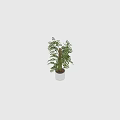 Lush Monstera Plant with Wrapped Trunk in White Planter for Garden Decor