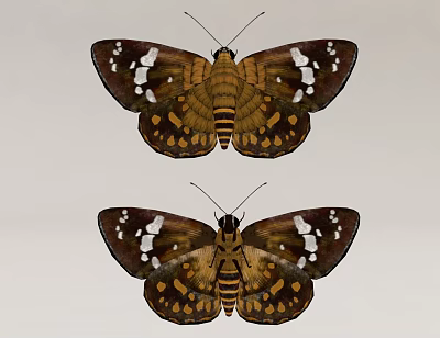 Two Brown Butterflies With White Spots On Wings 3d model
