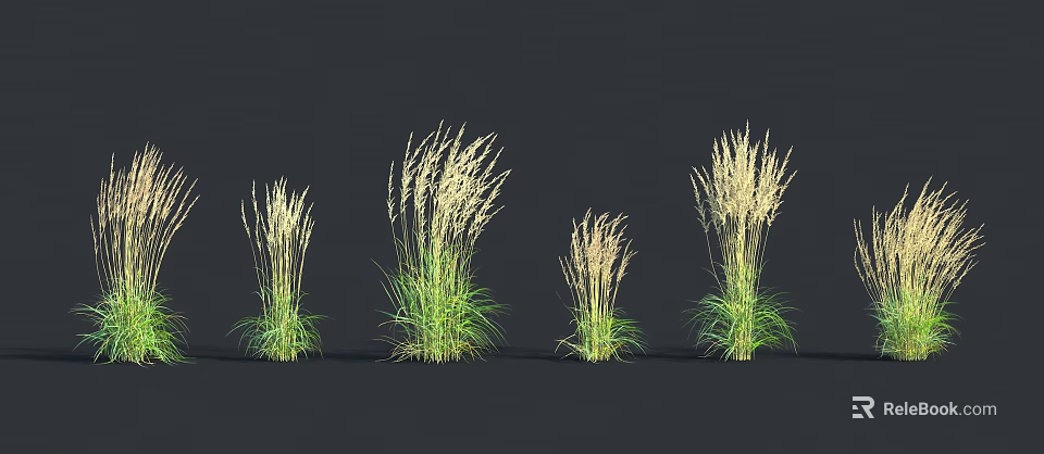 Ornamental Herbaceous Plants With Green Leaves White Spikelets And Various Heights 3d model 