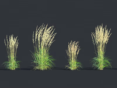 Ornamental Herbaceous Plants With Green Leaves White Spikelets And Various Heights 3d model