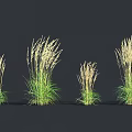 Ornamental Herbaceous Plants With Green Leaves White Spikelets And Various Heights