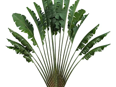 Tropical Potted Plant With Large Green Leaves And Lush Foliage For Indoor Decoration 3d model