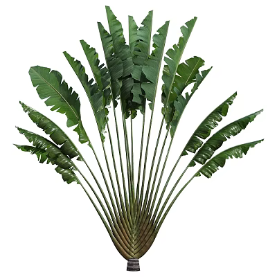 Tropical Potted Plant With Large Green Leaves And Lush Foliage For Indoor Decoration 3d model